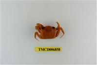 藏品(斯氏沙蟹)的圖片